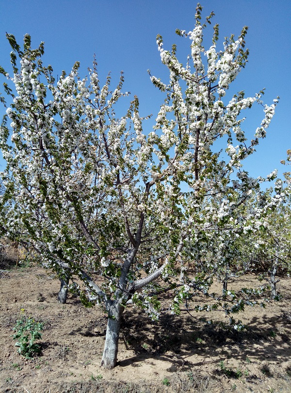 樱桃项目小结4月13日-臭虾米博客